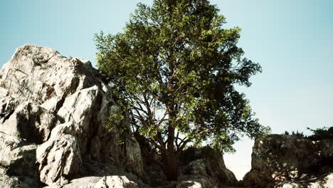 Vista-Del-árbol-Solitario-En-El-Acantilado-Rocoso