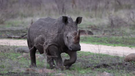 scratched-up-White-Rhino-walks-on-African-savanna-beside-dirt-road