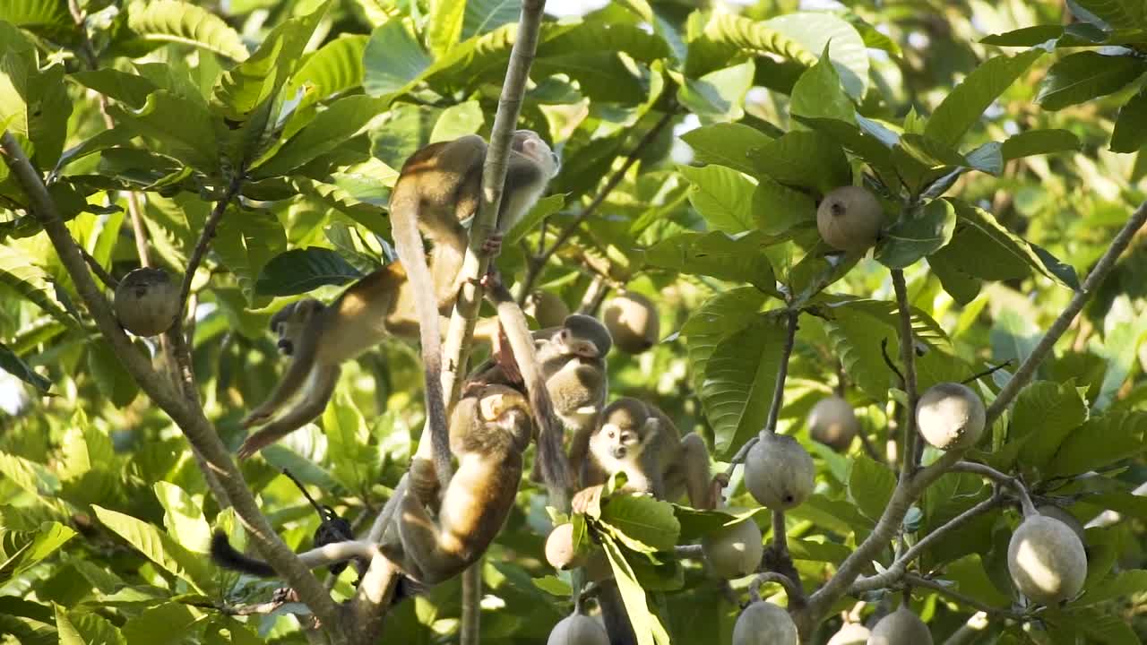 Gruppo di scimmie scoiattolo che mangiano frutta sugli alberi della foresta pluviale. Primo piano.