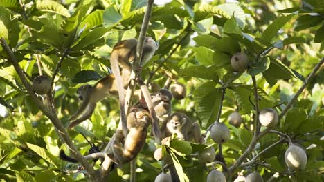 group of squirrel monkeys eating fruit in rainforest trees. close up