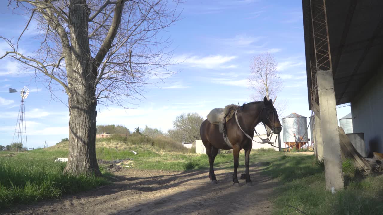 Cavallo sellato e mulino a vento distante in un ambiente rurale idilliaco.