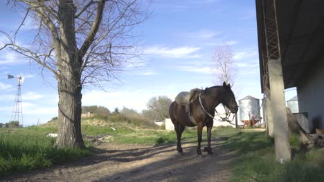 saddled horse and and distant windmill in rural idyllic setting