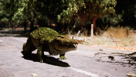 crocodile crossing a deserted road surrounded by lush vegetation