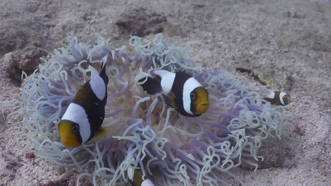 Pesce pagliaccio sella che nuota in un anemone sbiancato a Koh Tao, Thailandia