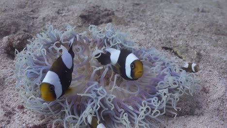 zadelrug anemonefish zwemmen in gebleekte anemoon op koh tao, thailand