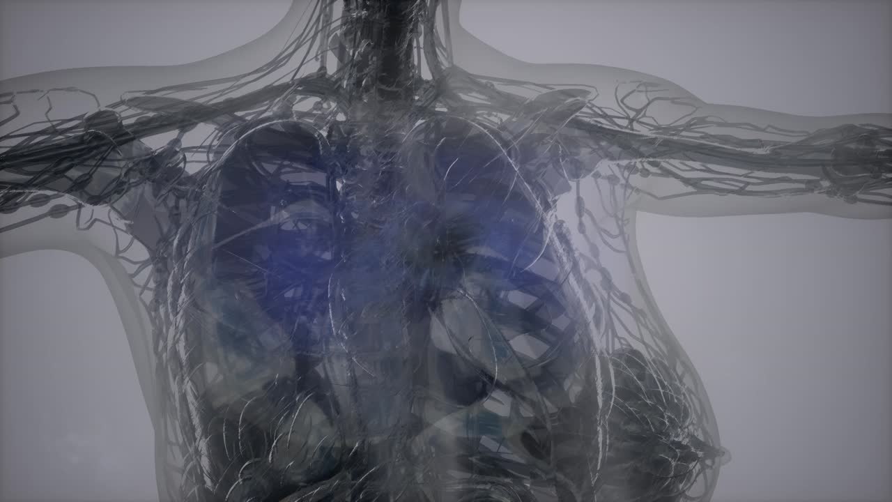 인체의 해부학 단층 촬영 스캔