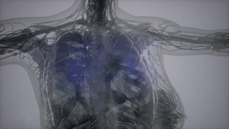 exploración de tomografía anatómica del cuerpo humano