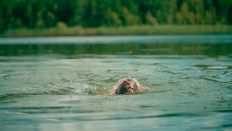 kid backstrokes on the freshwater lake with a nature view on the background