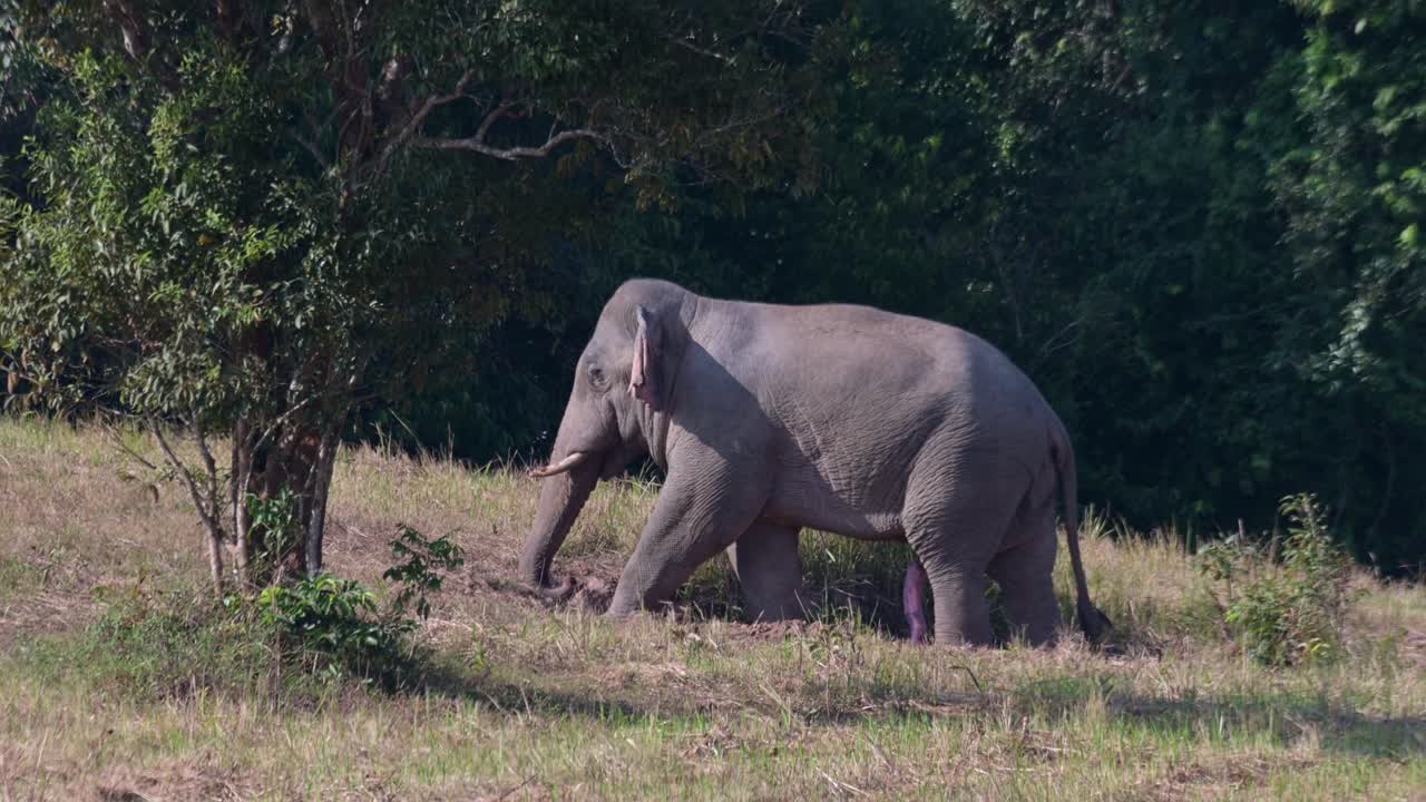visto dentro de una salina luego sube hacia la izquierda detrás de un árbol mostrando su masivo genital masculino rascándose el vientre, la quinta extremidad mi bondad, elefante indio elephas maximus indicus, tailandia