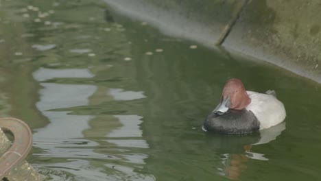 pato pelirrojo flotando en el agua