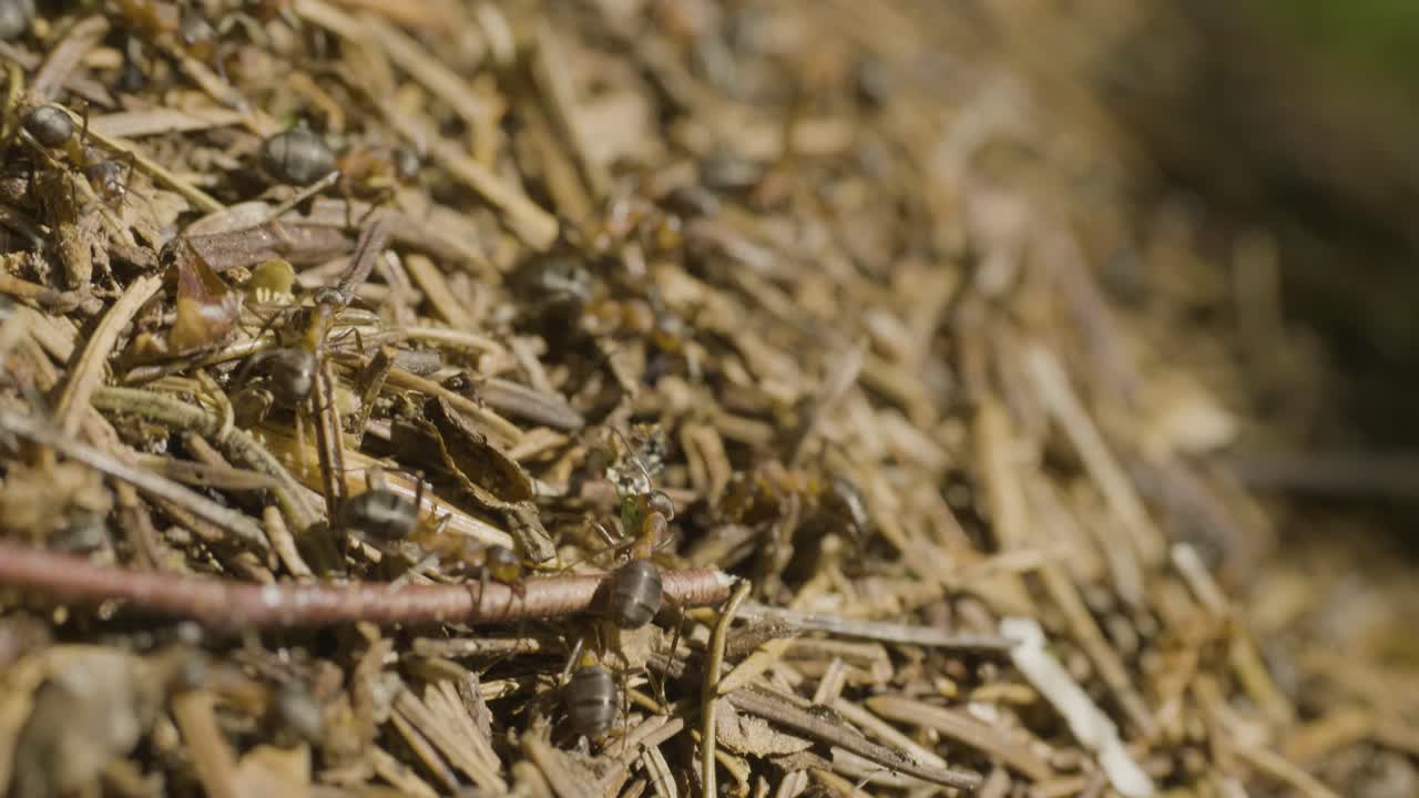 둥지 에 있는 개미 들