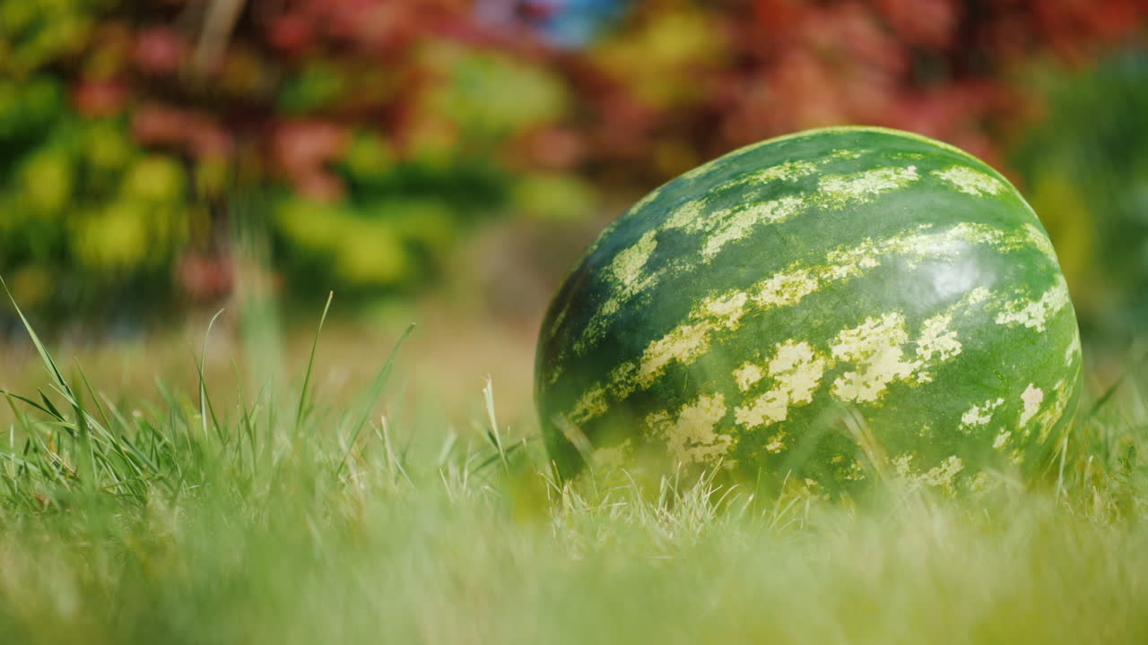 sandía fresca sobre hierba