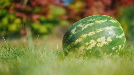 Frische-Wassermelone-Auf-Gras