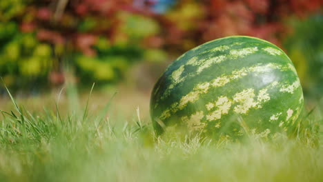 fresh watermelon on grass