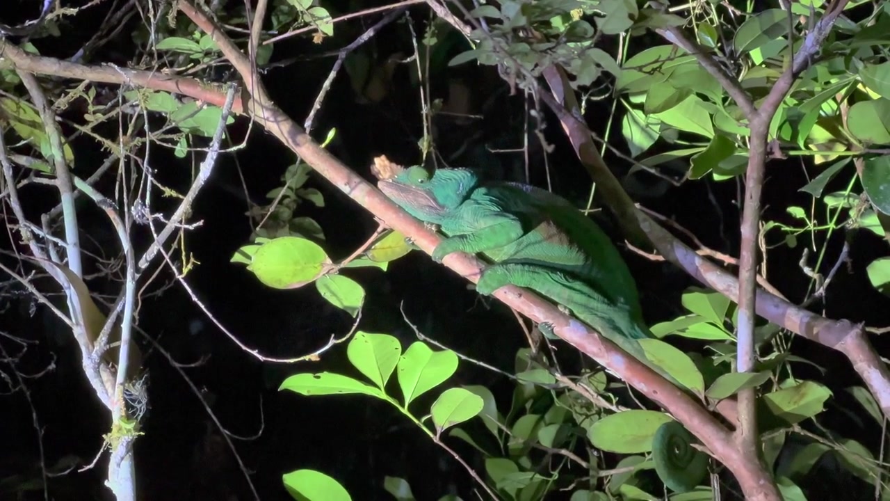 Parsons kameleon (Calumma parsonii) på en tregren i Andasibe-Mantadia nasjonalpark, Madagaskar.