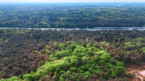 Dutch lush green forest scene. The lush forest in the Netherlands features diverse trees and offers a tranquil landscape