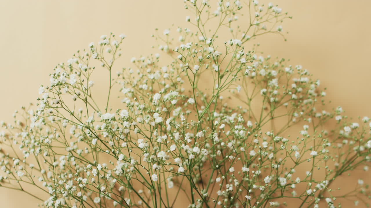 노란색 배경에 여러  꽃과 복사 공간의 비디오