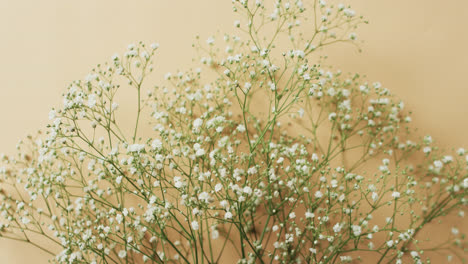 video of multiple white flowers and copy space on yellow background