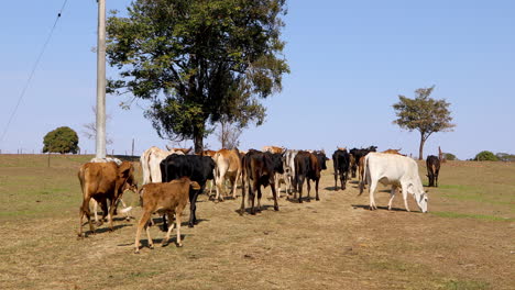 herd of cattle walking through the middle of the farm