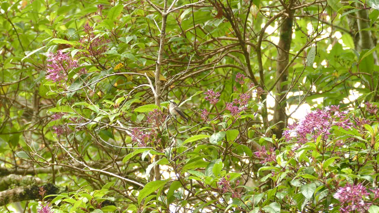 핑크색 꽃이 있는 아름다운 초록색 나무 중간에 있는 가지에 콜리버드가 앉아 있다.