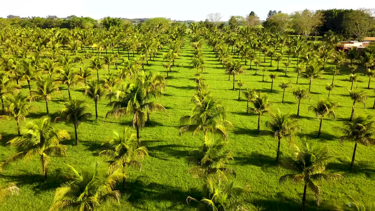vista aérea de uma plantação de coco em dia ensolarado no sudeste do brasil
