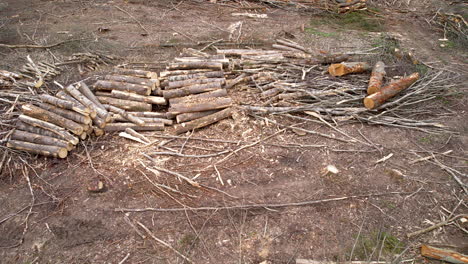 Tiro-Deslizante-De-Pilas-De-Madera-Que-Yacen-En-El-Bosque-En-Polonia-Después-De-La-Deforestación