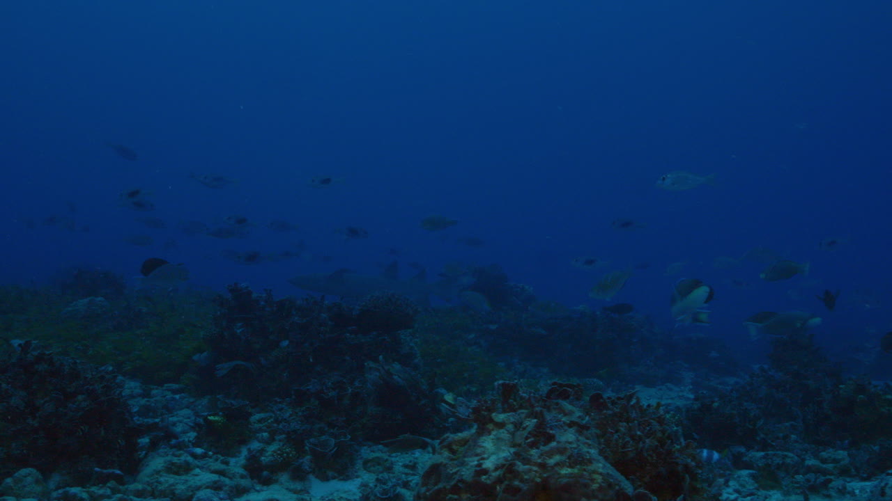 un hermoso tiburón enfermera nada tranquilamente en el fondo por encima del fondo oceánico lleno de coral duro entre los peces