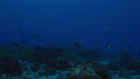 Un-Hermoso-Tiburón-Nodriza-Nada-Tranquilamente-En-El-Fondo-Sobre-El-Fondo-Del-Océano-Lleno-De-Coral-Duro-Entre-Los-Peces