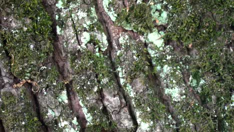 close up handheld of ants walkig inside tree bark with moss