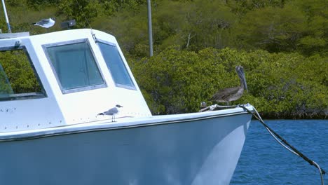 close up of pelican and sea gulls siting on a fishing boat floating in a mangrove