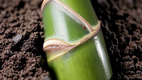 green plant sprout emerging from soil