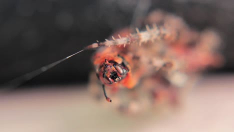 una foto macro de una araña gato comiendo un avestruz