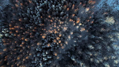 aerial top down flight over snowy spruce trees