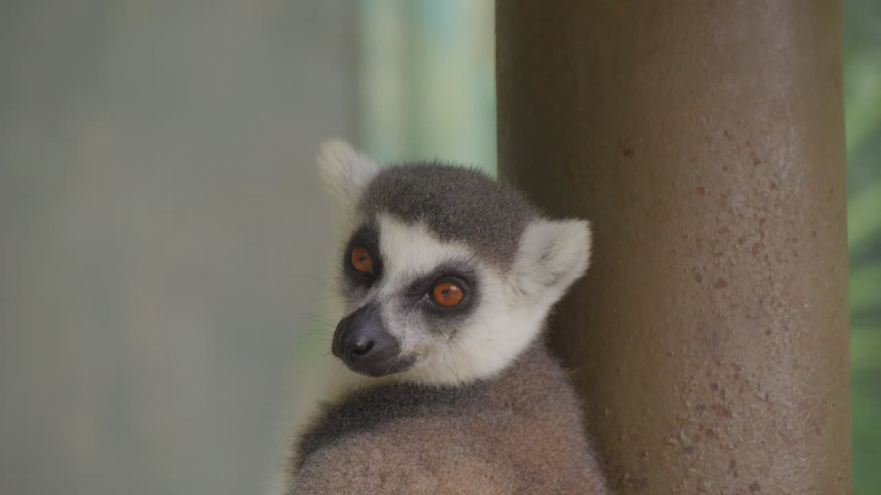 retrato de un joven lemur somnoliento de cola anillada.