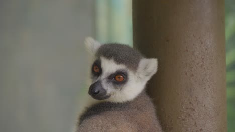 portrait of sleepy young ring-tailed lemur. close-up