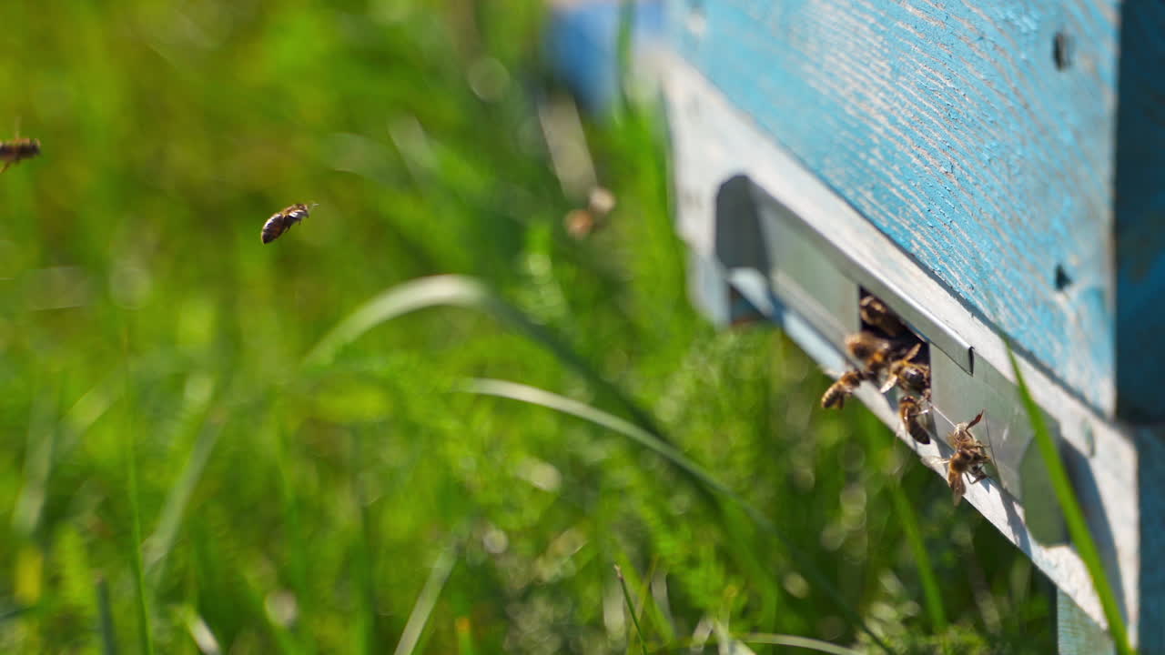 Bees at the beehive hole. Insects flying into the bee house. Wooden hive on green grass in summer. Bees make pure organic product. Close-up.