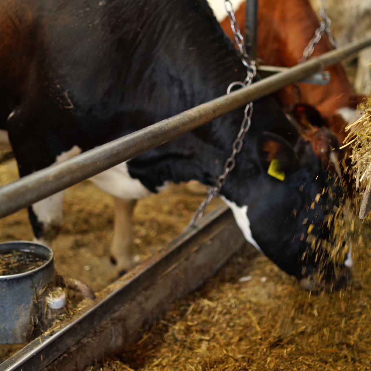 Close-up trailer pouring hay for cows. Cows eating fresh hay in a cowshed. Livestock in agricultural farm.