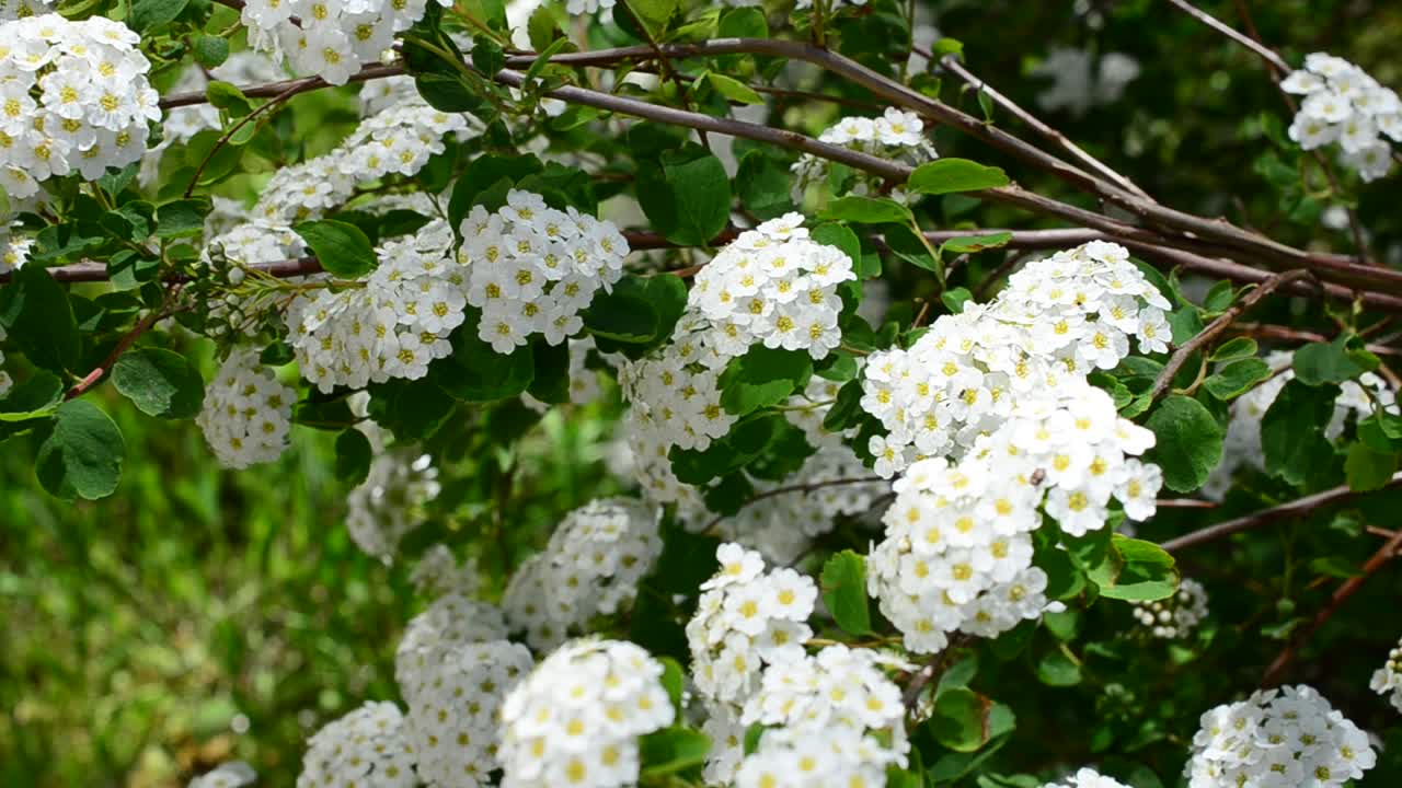 Spirea alpine spring flower - white flowering shrub. Bush in the spring