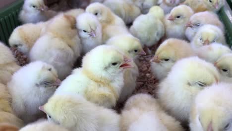 little chickens baby chicken in poultry farm little chickens lots of little chicks in the box on farm farms 4 to the video