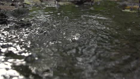 gas bubbling up of a pond. slow motion