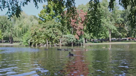 los patos nadan en el estanque en el jardín público de boston