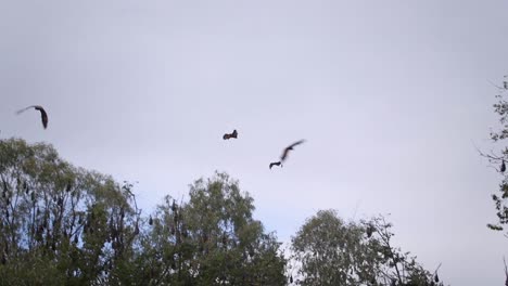 Murciélagos-Volando-Durante-El-Día-Australia-Gipsland-Victoria-Maffra