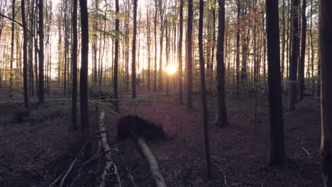 Puesta-De-Sol-Sobre-árboles-En-El-Bosque