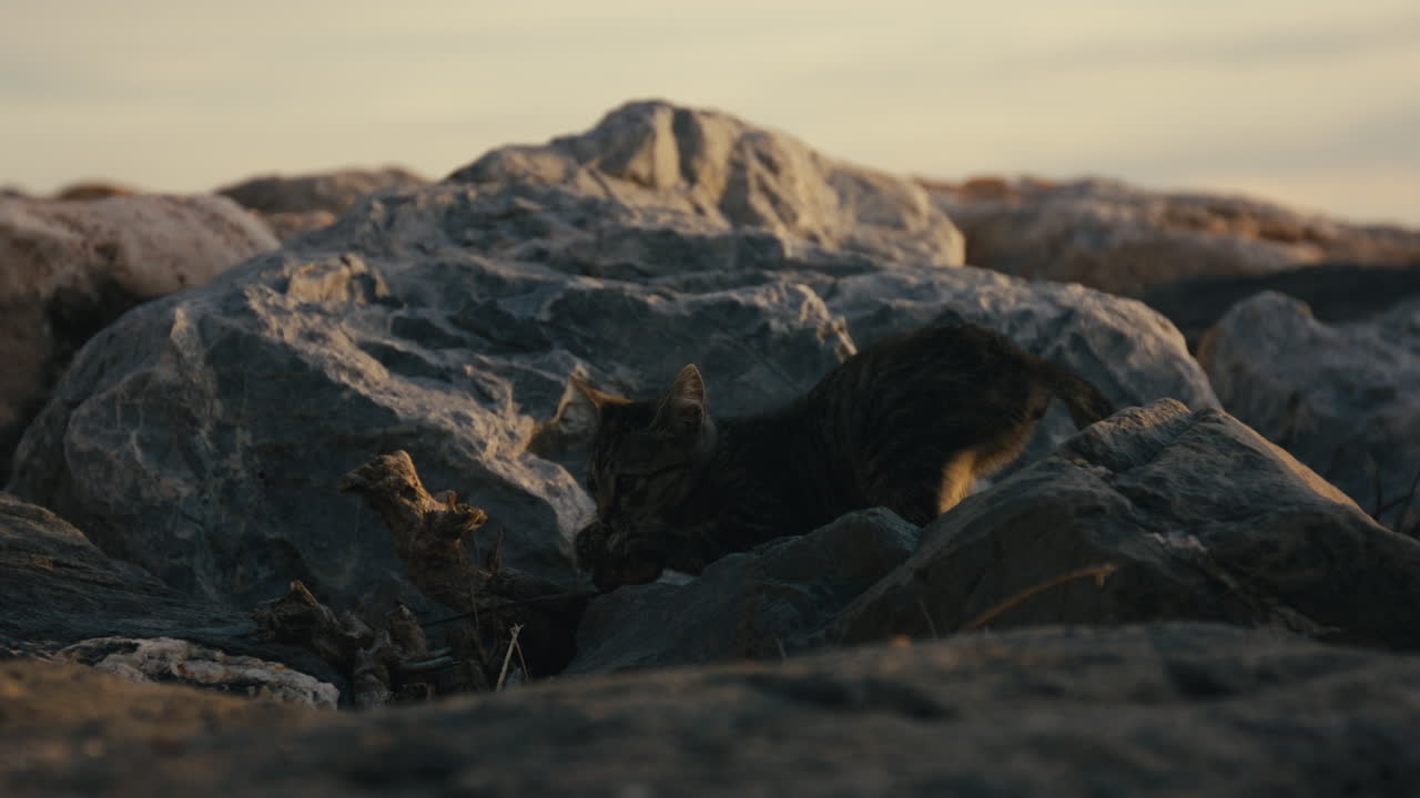 A playful stray kitten claws at an old driftwood stump, surrounded by rugged coastal rocks in soft golden evening light