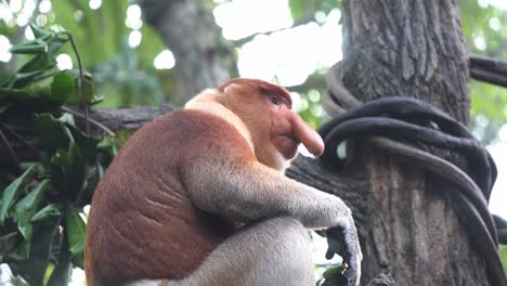 Dominant-male-long-nosed-proboscis-monkey,-nasalis-larvatus-sitting-on-top-of-tree-branch,-eating-and-chewing-delicious-fresh-green-leaves-in-forest-environment,-selective-focus-handheld-motion-shot