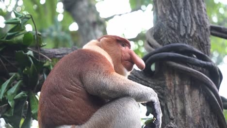 macho dominante mono de probóscide de nariz larga, nasalis larvatus sentado en la parte superior de la rama del árbol, comiendo y masticando deliciosas hojas verdes frescas en el entorno forestal, enfoque selectivo tiro de movimiento manual