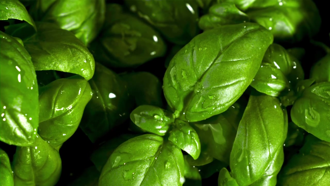 Gocce d'Acqua che Cadono su Foglie di Basilico Verde Vibrante