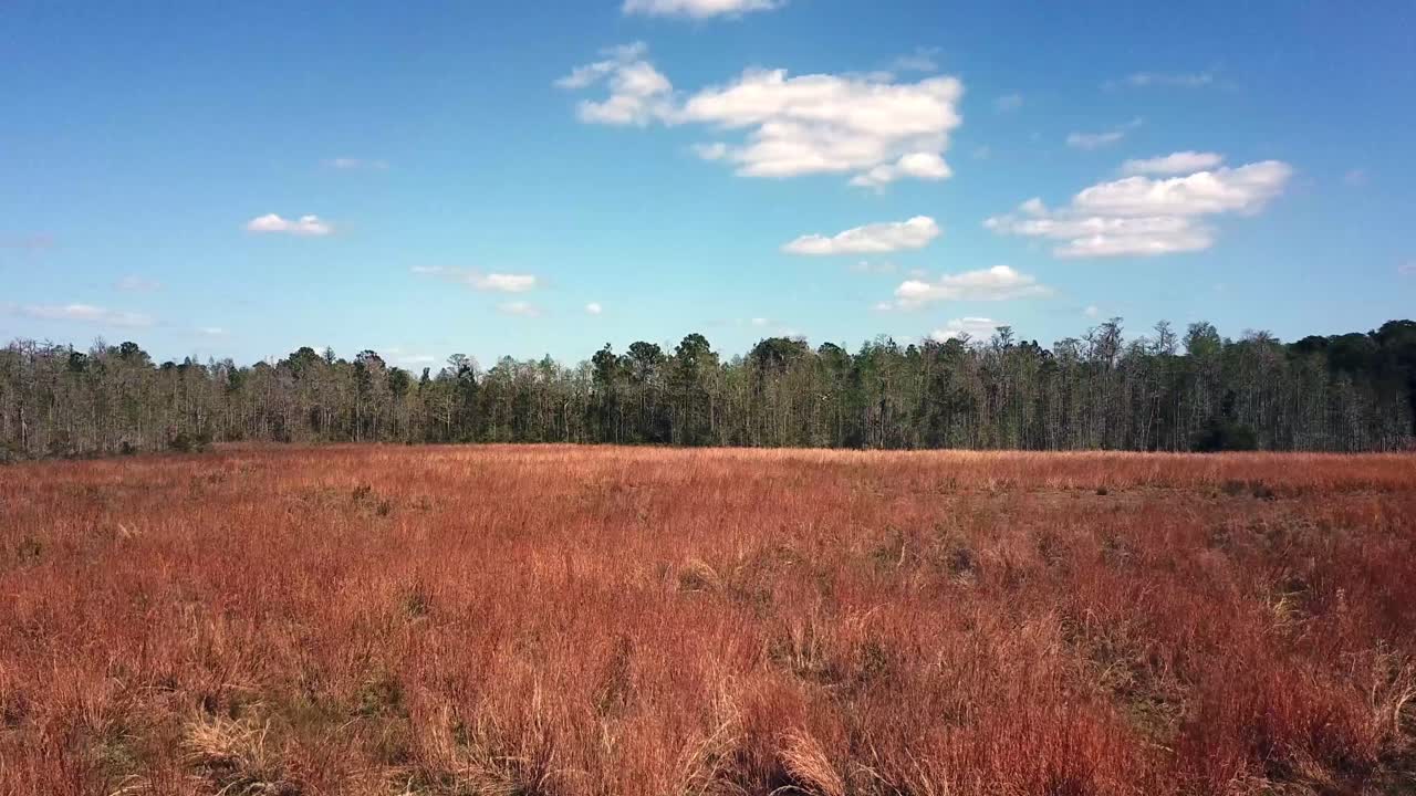 여름에 황금빛 풀 위로 천천히 맴돌다