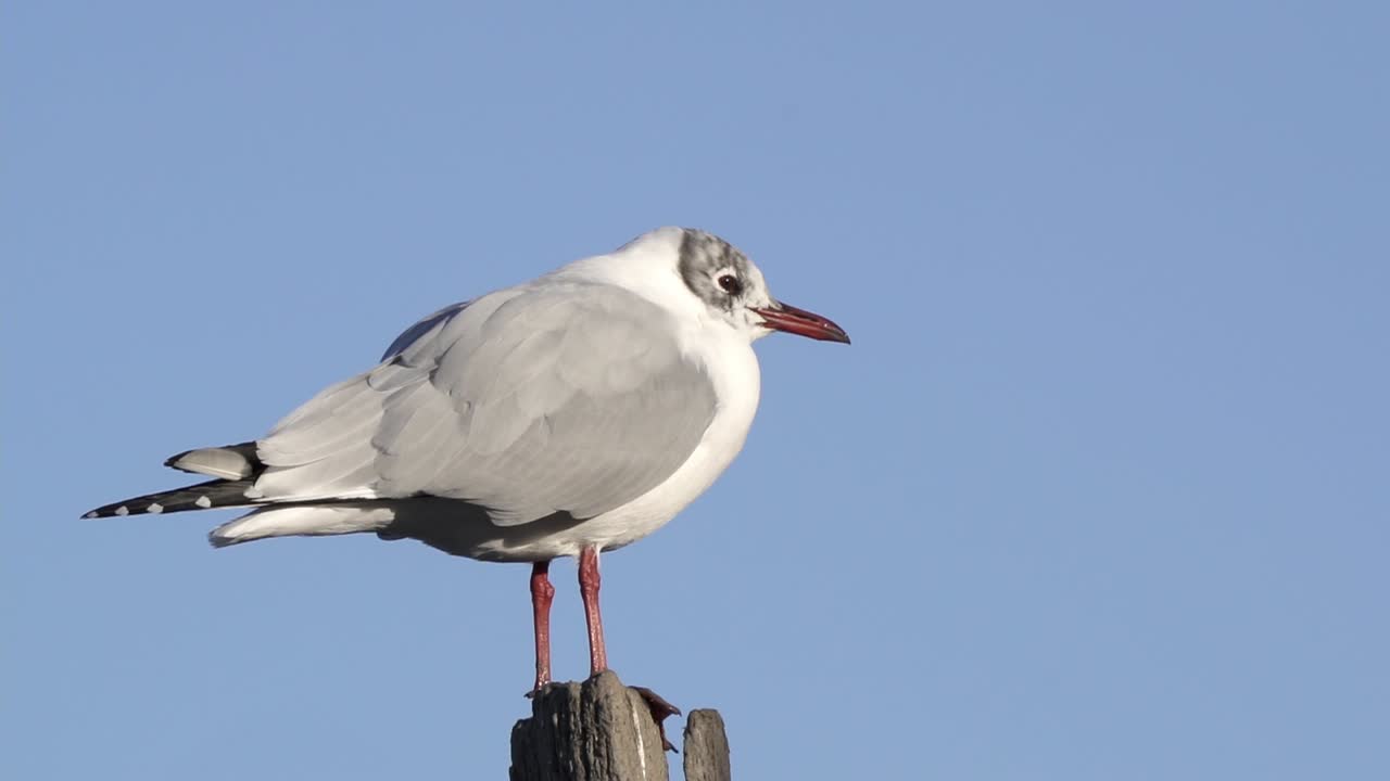 Close side view of grey-headed gull standing, blue sky in background