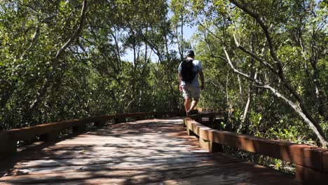 man walking along a timber boardwalk winding through a conservation wetlands area surrounded by mangroves